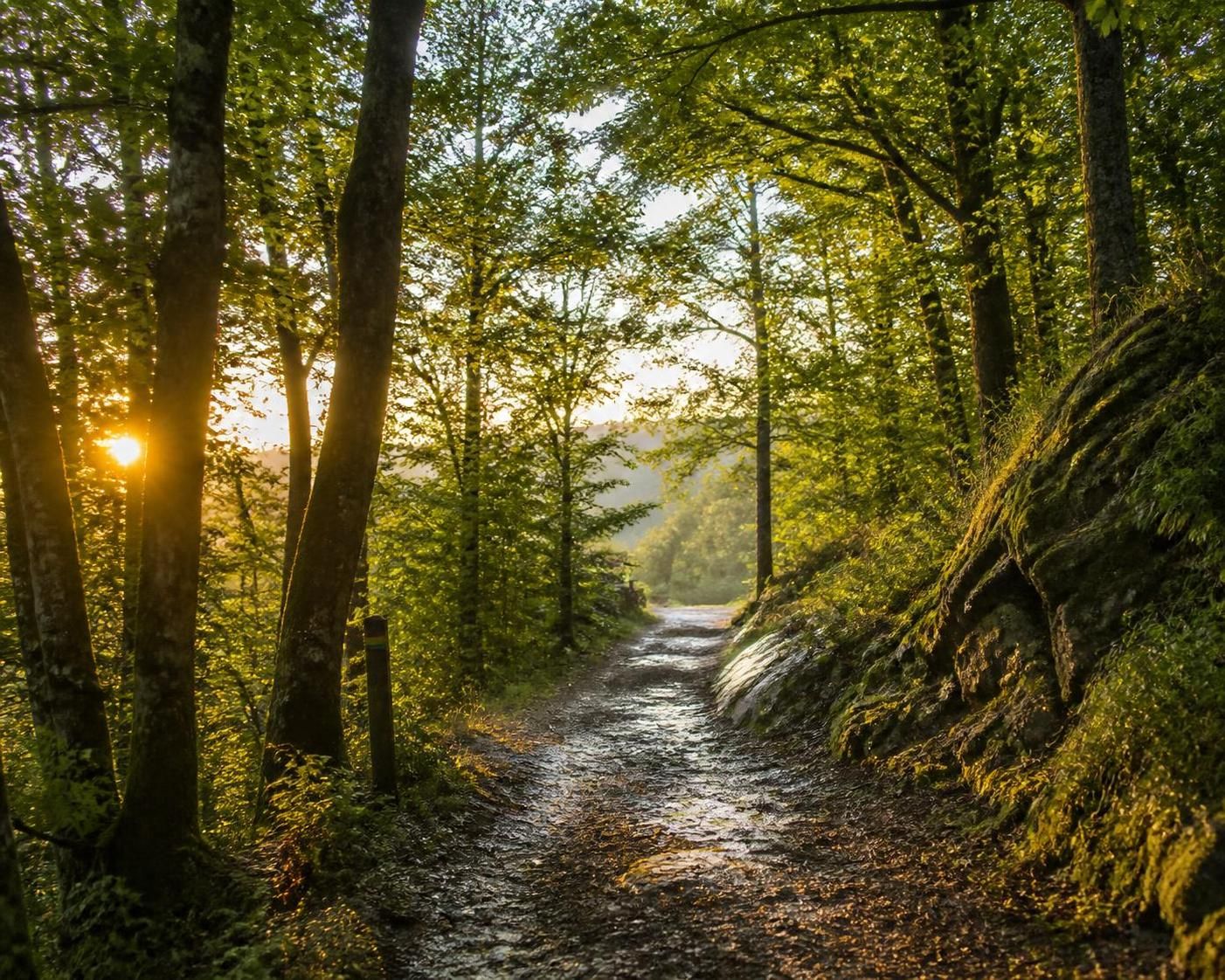 découvrez comment localiser facilement la forêt la plus proche pour une escapade nature parfaite, entre randonnée, détente et découverte de la biodiversité locale.
