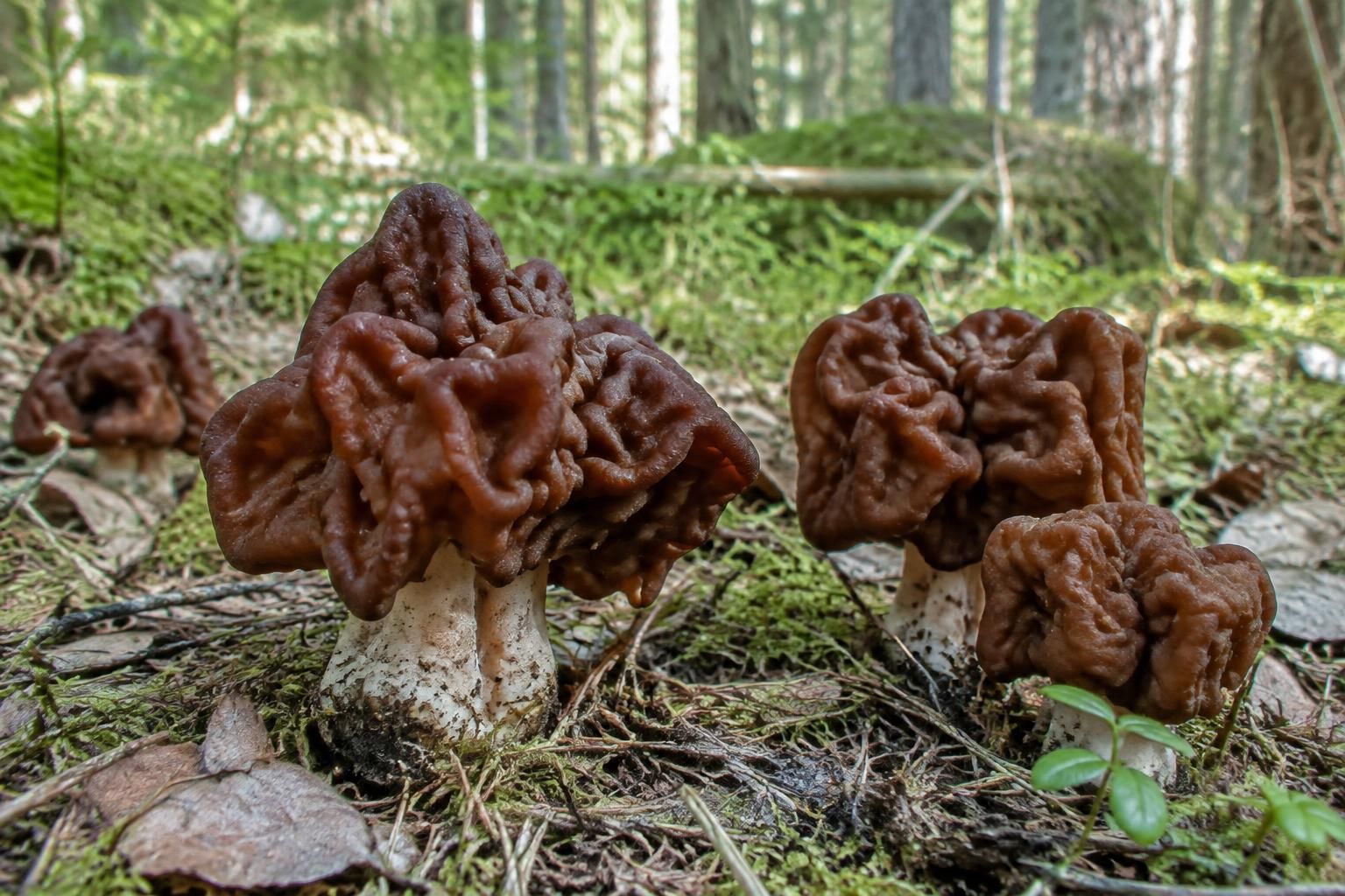 le gyromitre est un champignon toxique, parfois mortel. découvrez pourquoi il vaut mieux ne pas le cueillir et le laisser en forêt.